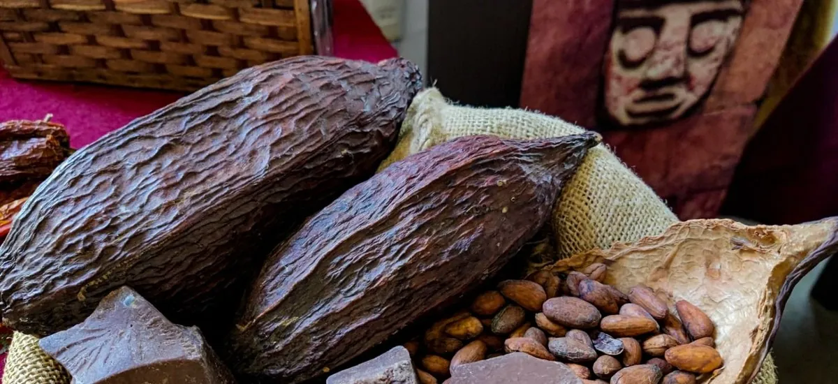 Bolivia exportó $us 11 millones en cacao durante 2025
