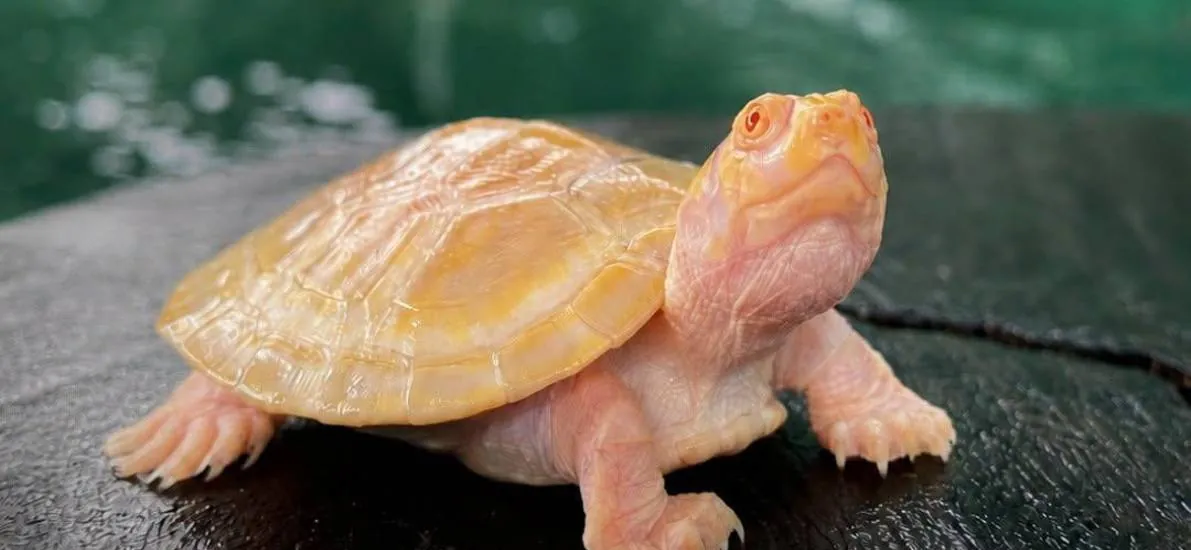 Una pequeña peta albina de río nace en la Reserva Manuripi y la Amazonia boliviana vuelve a maravillar al mundo