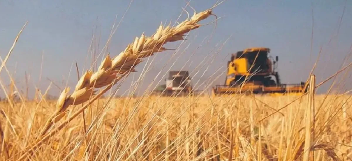 La producción de trigo cae a su nivel más bajo en 30 años; Anapo pide un plan nacional para reactivar el cultivo