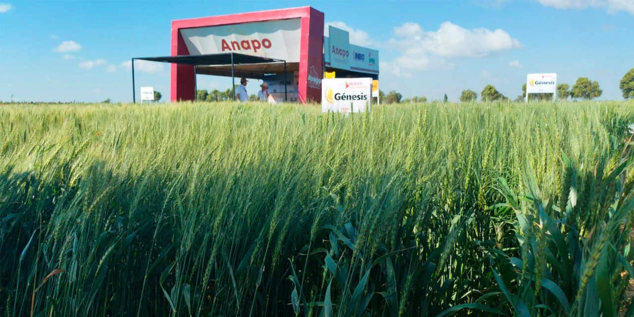 Sequía e incertidumbre económica provocan que Bolivia solo produzca el 12% de la demanda de trigo