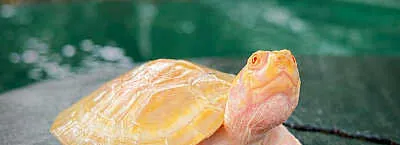 Una peta albina sorprende en la Amazonía boliviana