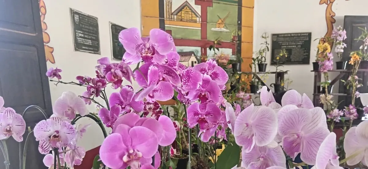 Concepción inaugura el XXVI Festival de la Orquídea con naturaleza, cultura y tradición