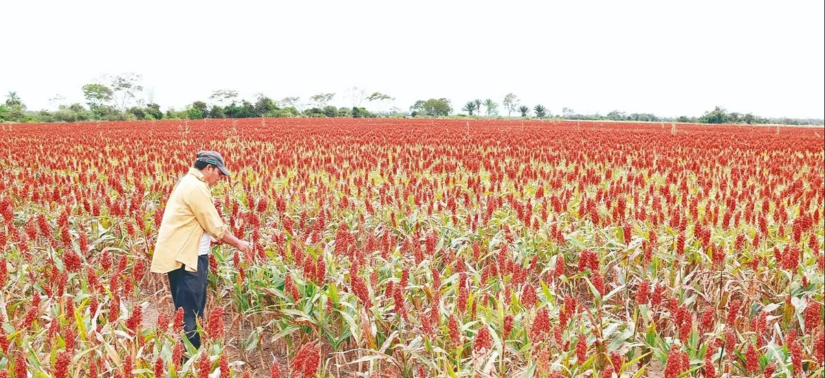 Falta de diésel demora cosecha de 1,5 millones de toneladas de sorgo