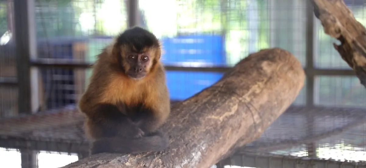 Rescatan a "César", el monito encadenado y advierten tolerancia 'cero' al mascotismo de animales silvestres