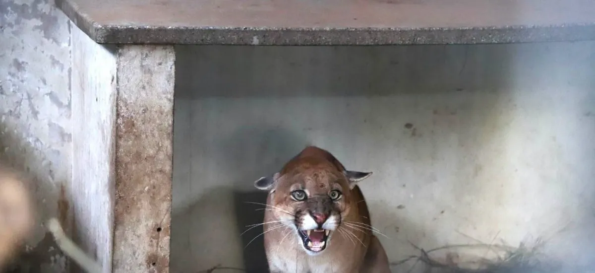 El puma rescatado en San José de Chiquitos inicia su recuperación en un santuario especializado